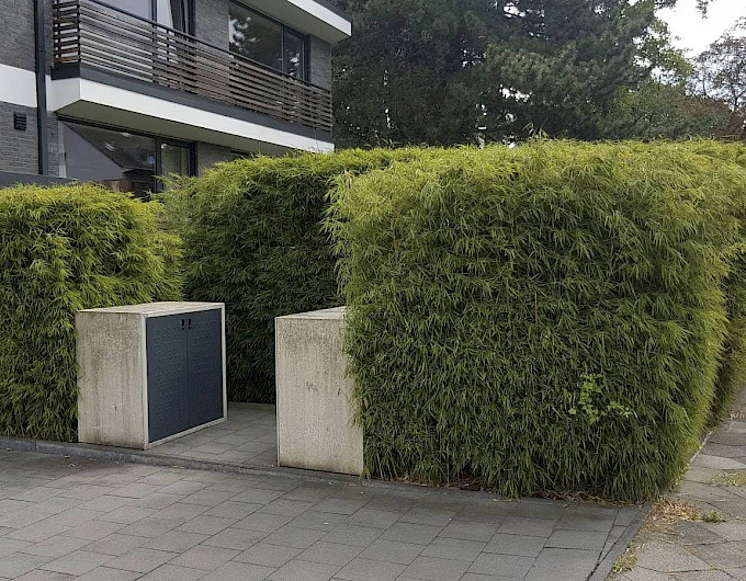 Bambus Sichtschutz günstig