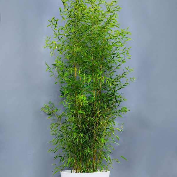 Bambus Phyllostachys Aureosuculata günstig