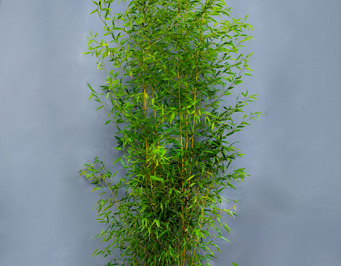 Bambus Phyllostachys Aureosuculata günstig