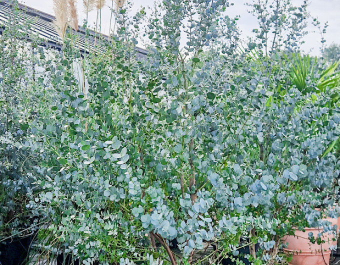 Eukalyptus Gunni Azura preiswert
