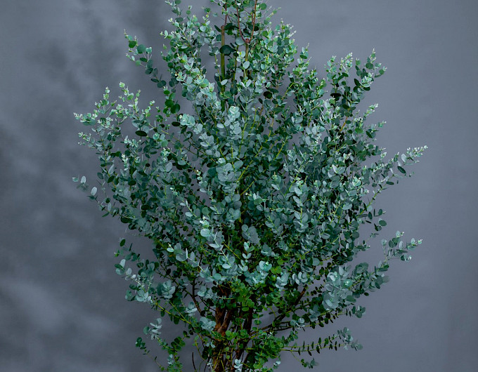 Eukalyptus Pflanzen günstig
