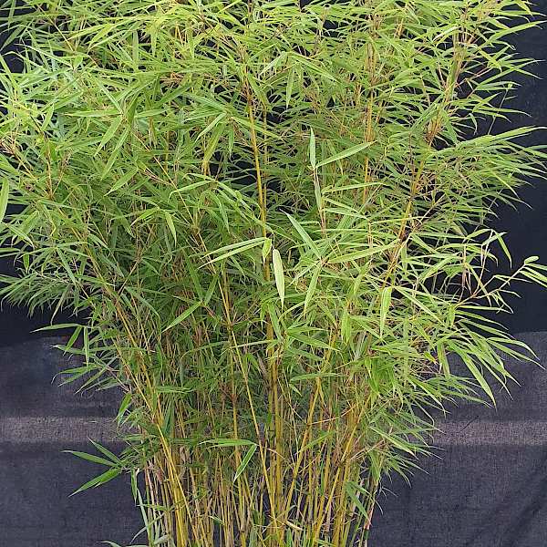 Bambus Phyllostachys Bisettii günstig