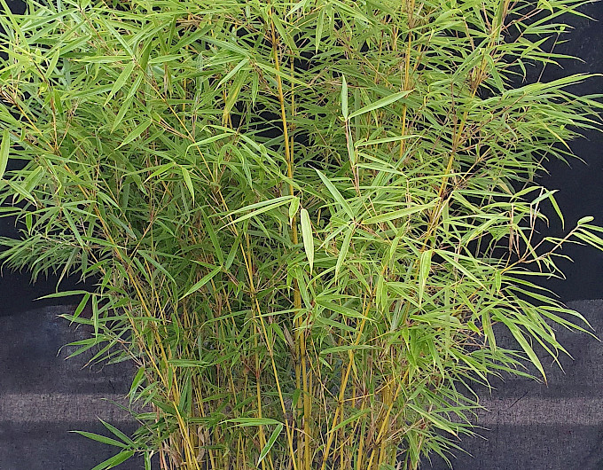Bambus Phyllostachys Bisettii günstig