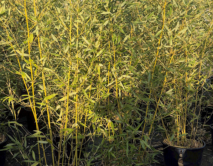 Bambus Phyllostachys Bisettii Sonderangebot