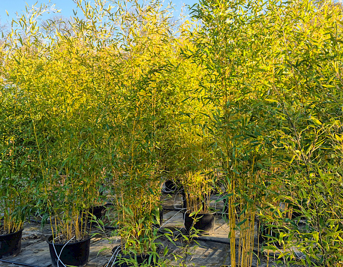 Bambus Phyllostachys Bisettii online kaufen
