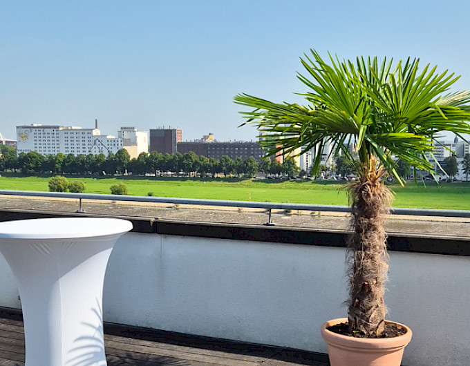 Fächerpalme Balkon